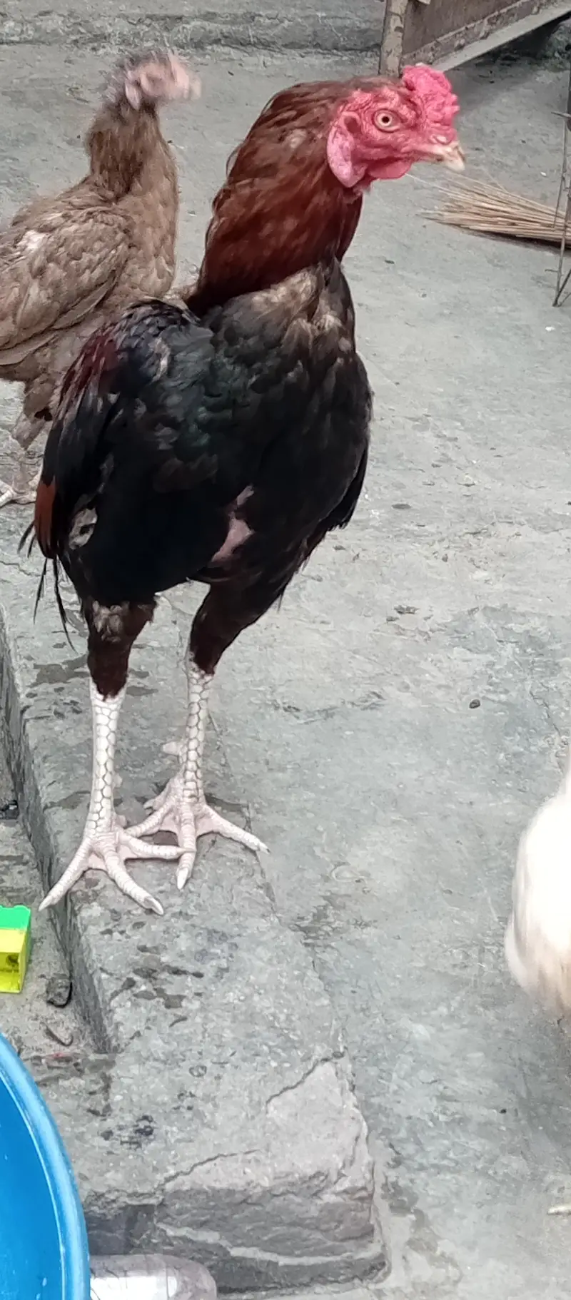 murga hai — photo 2
