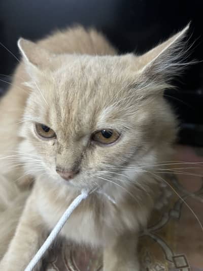 Persian cat
