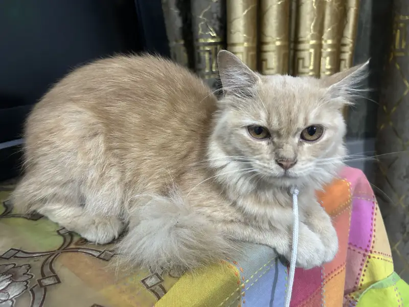 Persian cat whatapp 0-3-2-5-7-4-2-5-8-2-5 — photo 2