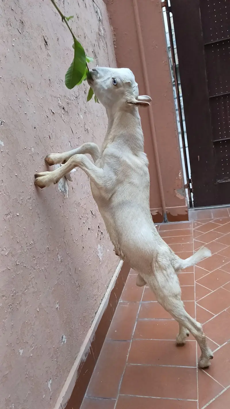 Tedda Male For Sale