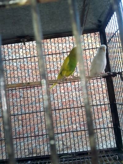 breeder pair for sale