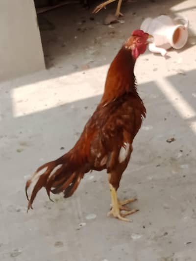 good active male