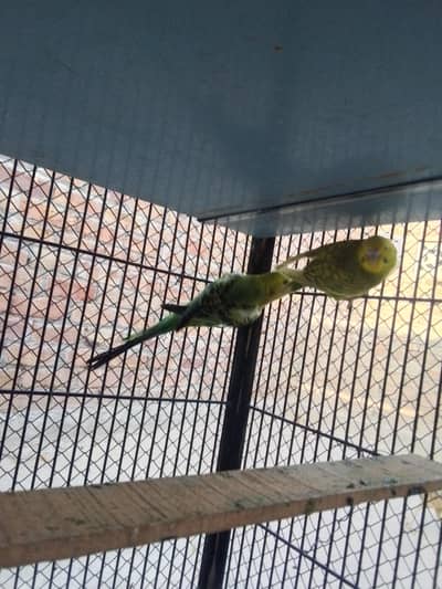breeder pair for sale