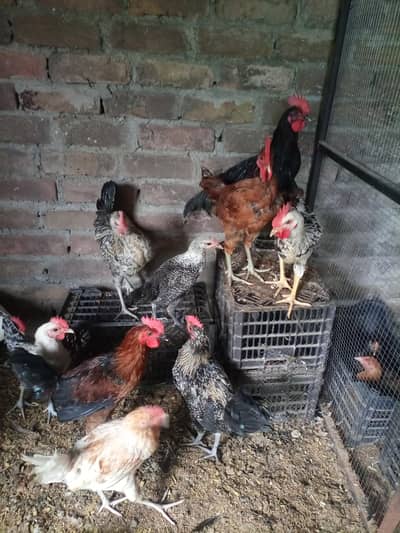 Golden Misri Male for sale .