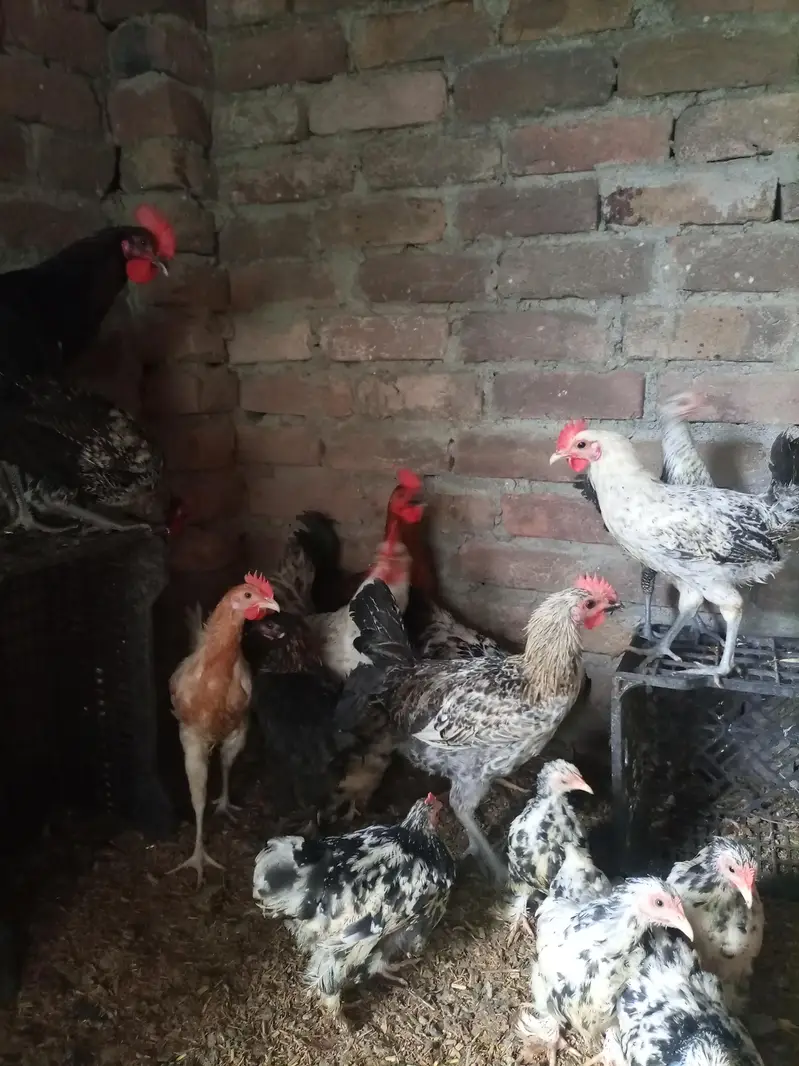 Golden Misri Male for sale . — photo 2