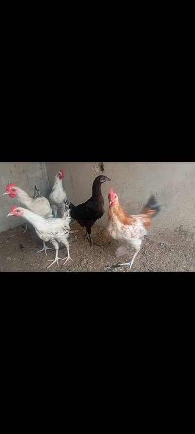 2 male 3 female
