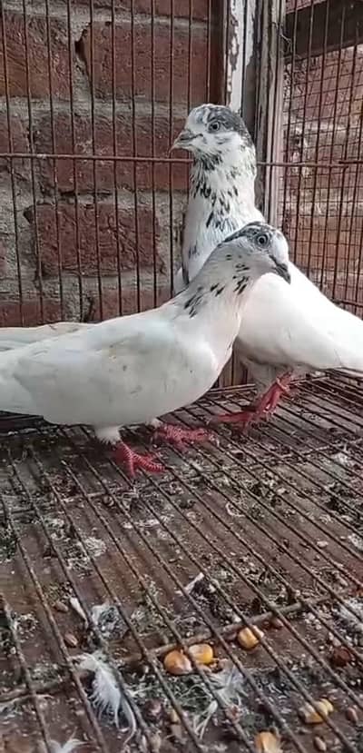 35 Wala sialkoti pair available ha
