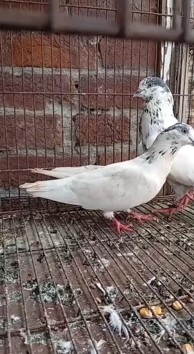 35 Wala sialkoti pair available ha — photo 2
