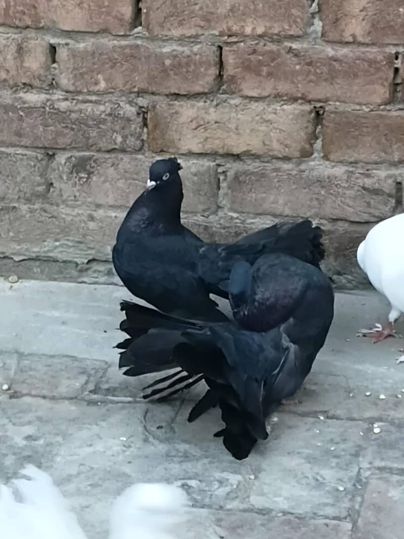 Lucky pair 0