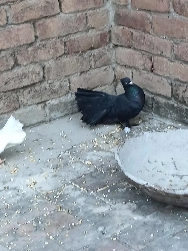Lucky pair — photo 4
