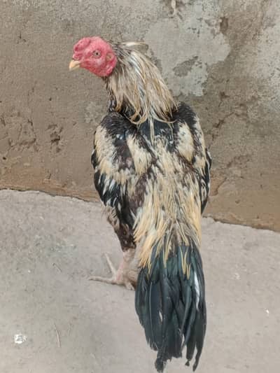 pure Aseel patha for sale