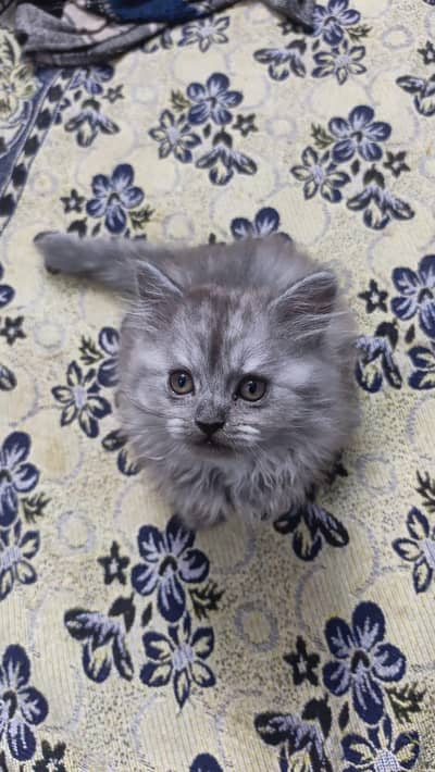 Grey Persian kitten