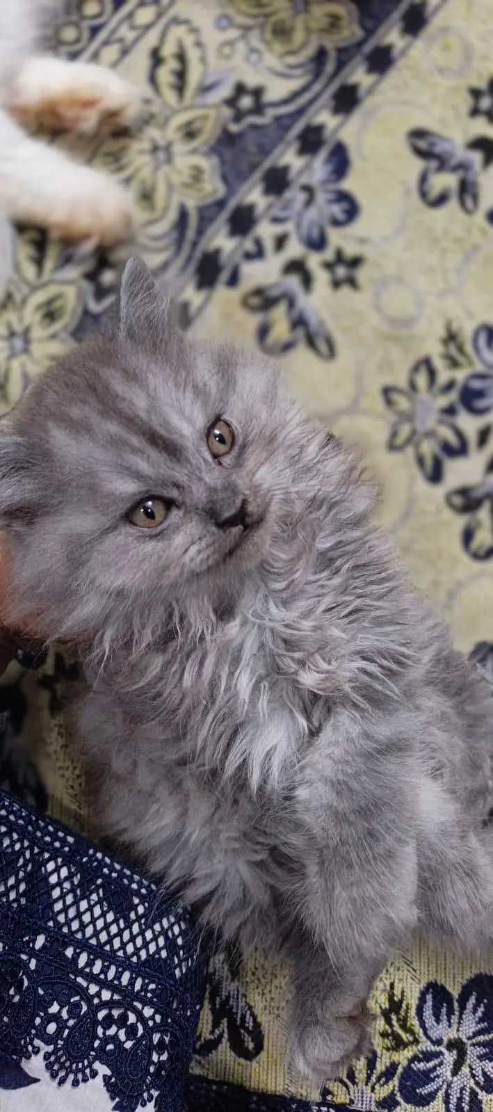 Grey Persian kitten — photo 2