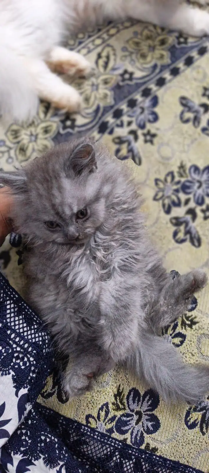 Grey Persian kitten — photo 3