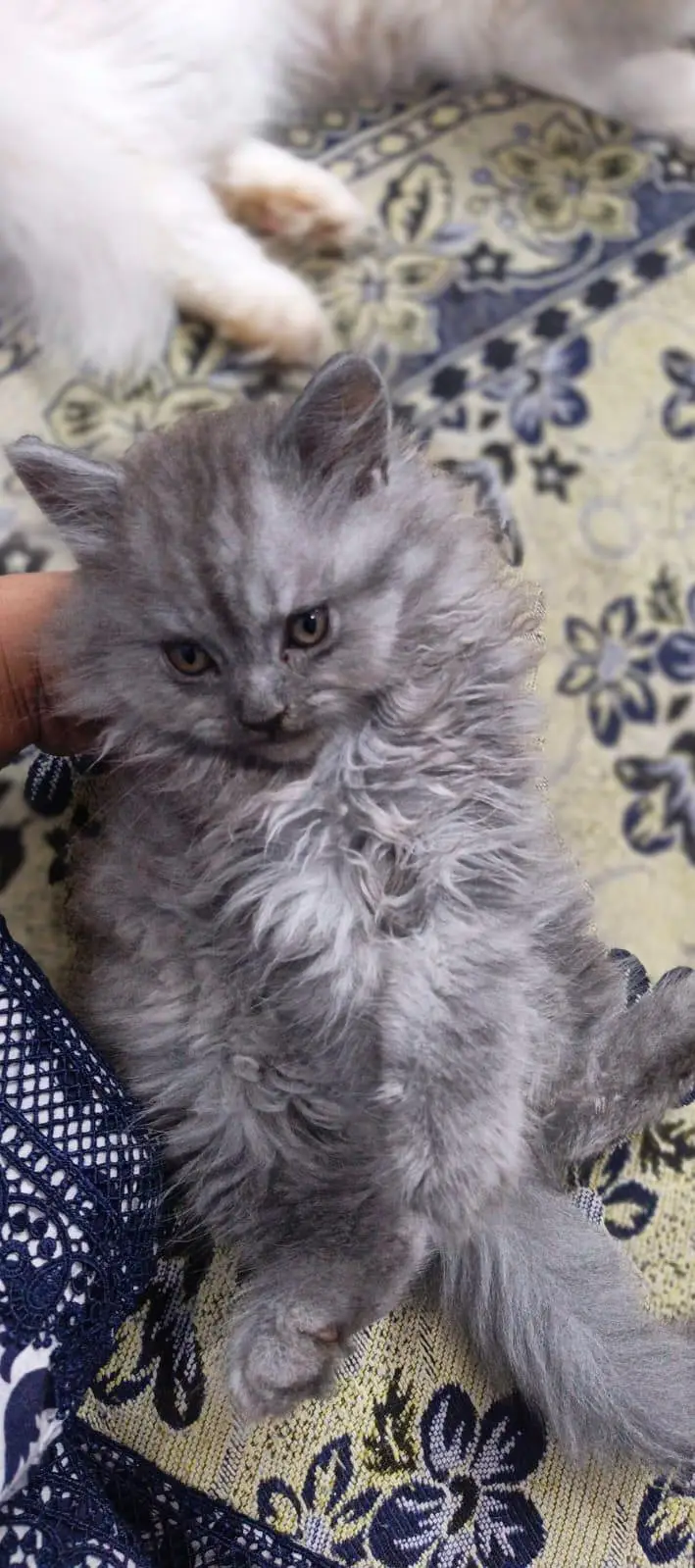 Grey Persian kitten — photo 4