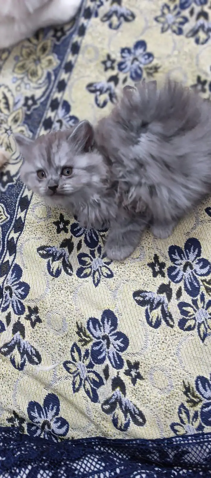 Grey Persian kitten — photo 5