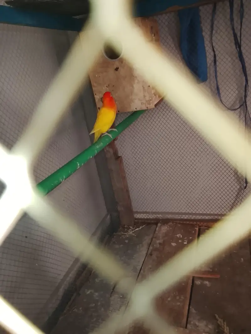 love birds mix with one yellow k phank green opline type haa — photo 2