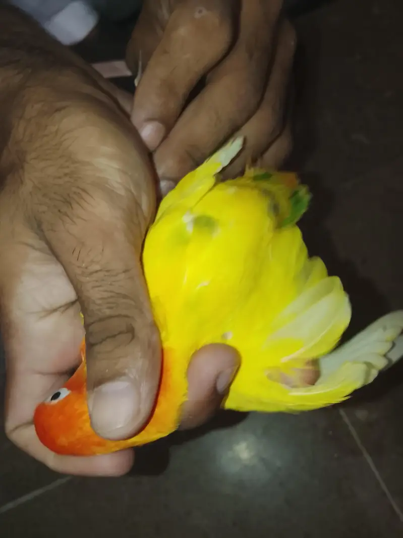 love birds mix with one yellow k phank green opline type haa — photo 3