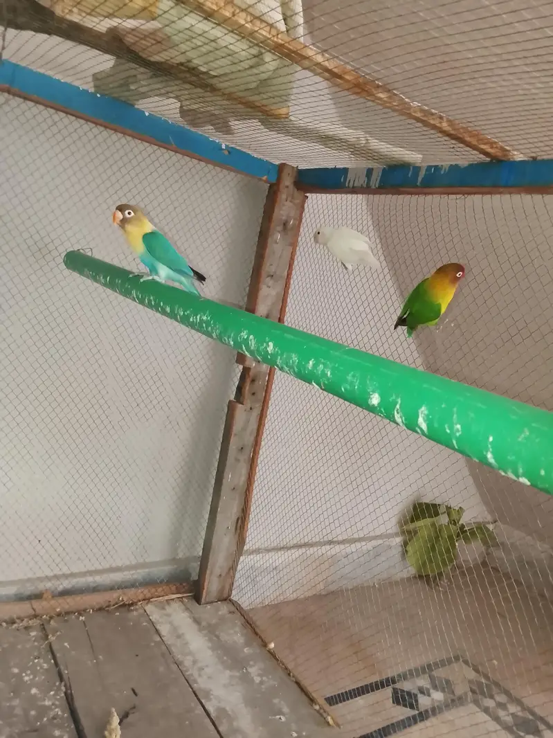 love birds mix with one yellow k phank green opline type haa — photo 4