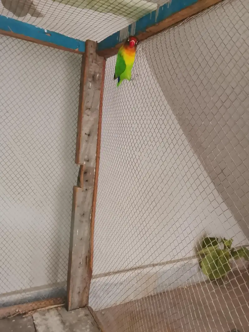 love birds mix with one yellow k phank green opline type haa — photo 6