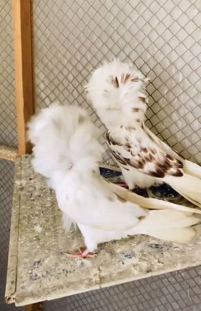 JACOBINE TRIPLE HOOD BREEDER PAIR CONFIRM RING BIRD