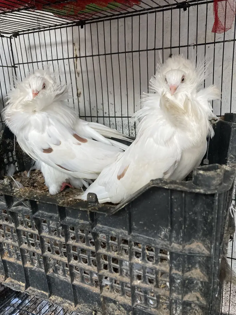 JACOBINE TRIPLE HOOD BREEDER PAIR CONFIRM RING BIRD — photo 2