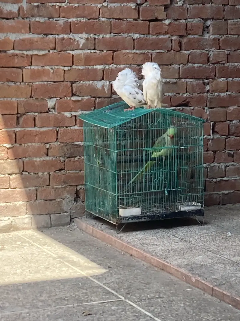 JACOBINE TRIPLE HOOD BREEDER PAIR CONFIRM RING BIRD — photo 4