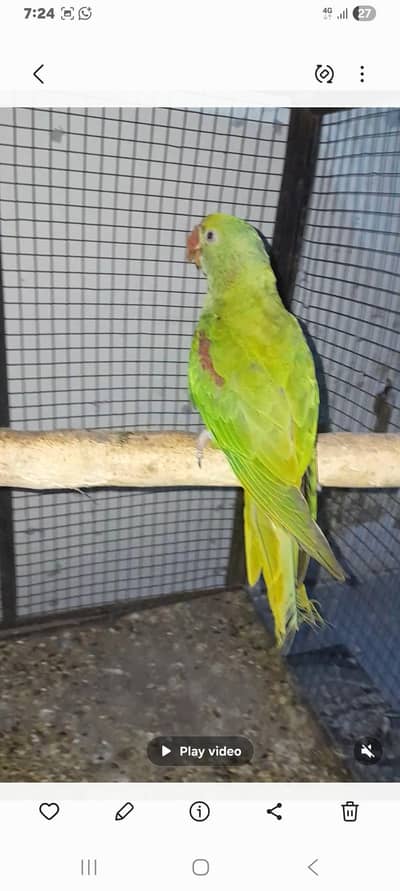 raw parrot