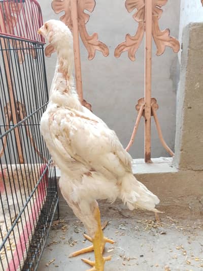 pevar aseel murgi 6 mahine ki