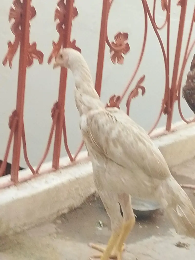pevar aseel murgi 6 mahine ki — photo 2