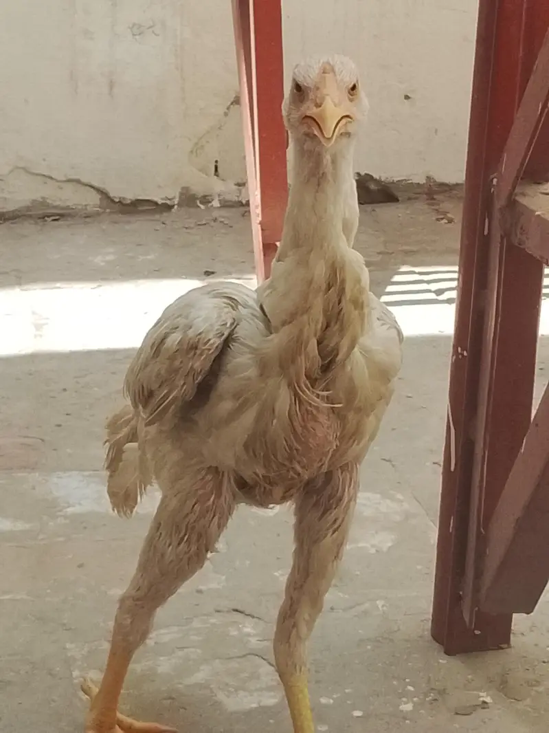 pevar aseel murgi 6 mahine ki — photo 4