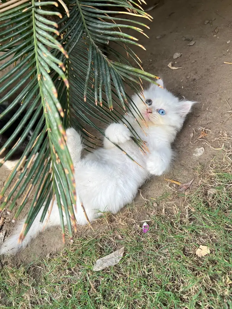 Persian kitten available — photo 2
