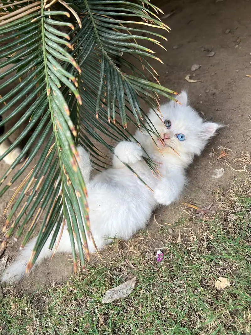 Persian kitten available — photo 3