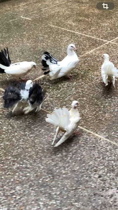 BEAUTIFUL LUCKY PEIGONS PAIRS