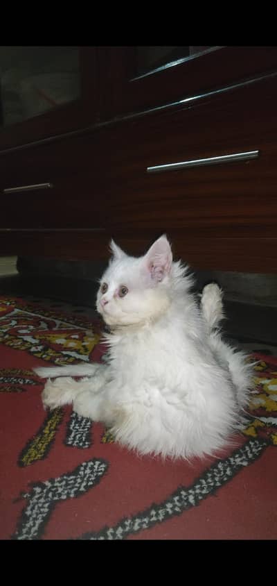 Persian cat baby