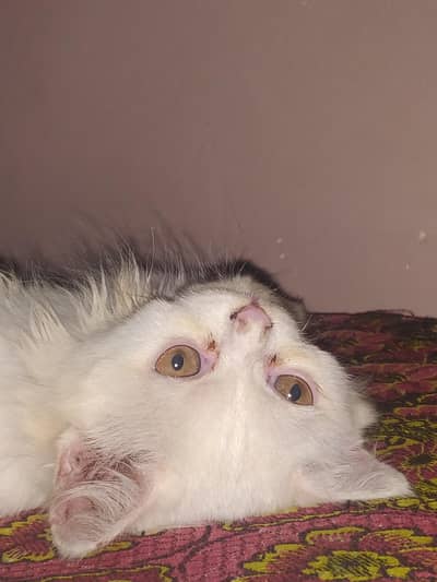 Persian cat baby