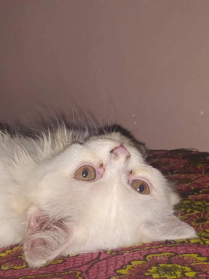 Persian cat baby — photo 2