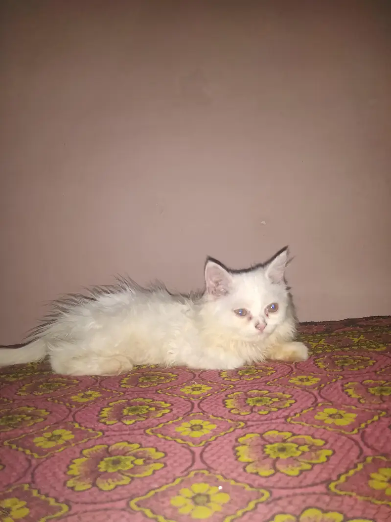 Persian cat baby — photo 3