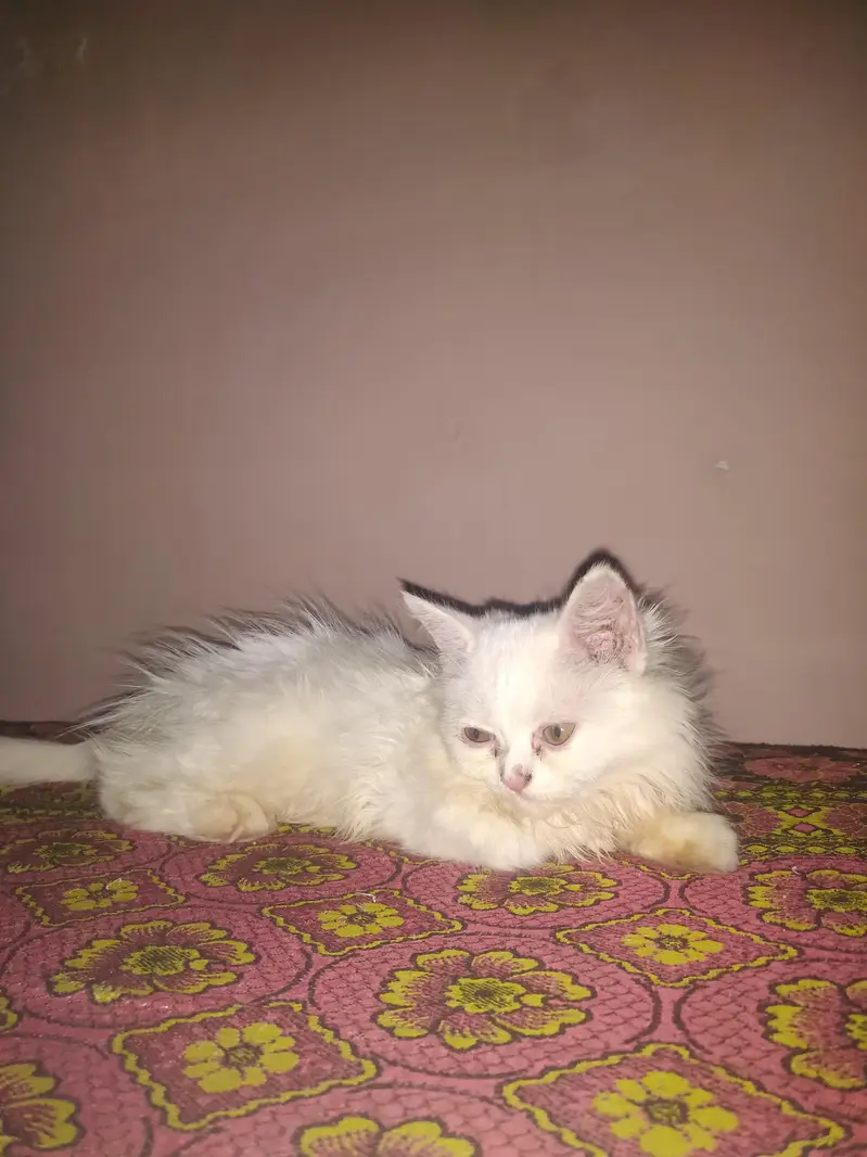 Persian cat baby — photo 4