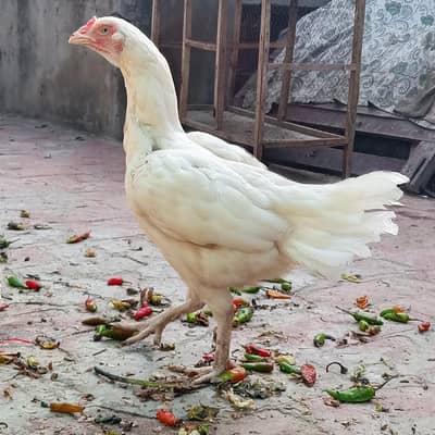 Paper White Heera Mianwali Aseel Murghi Ready to breed
