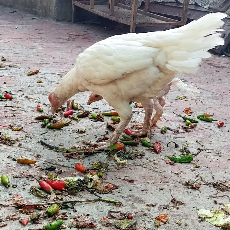 Paper White Heera Mianwali Aseel Murghi Ready to breed — photo 3