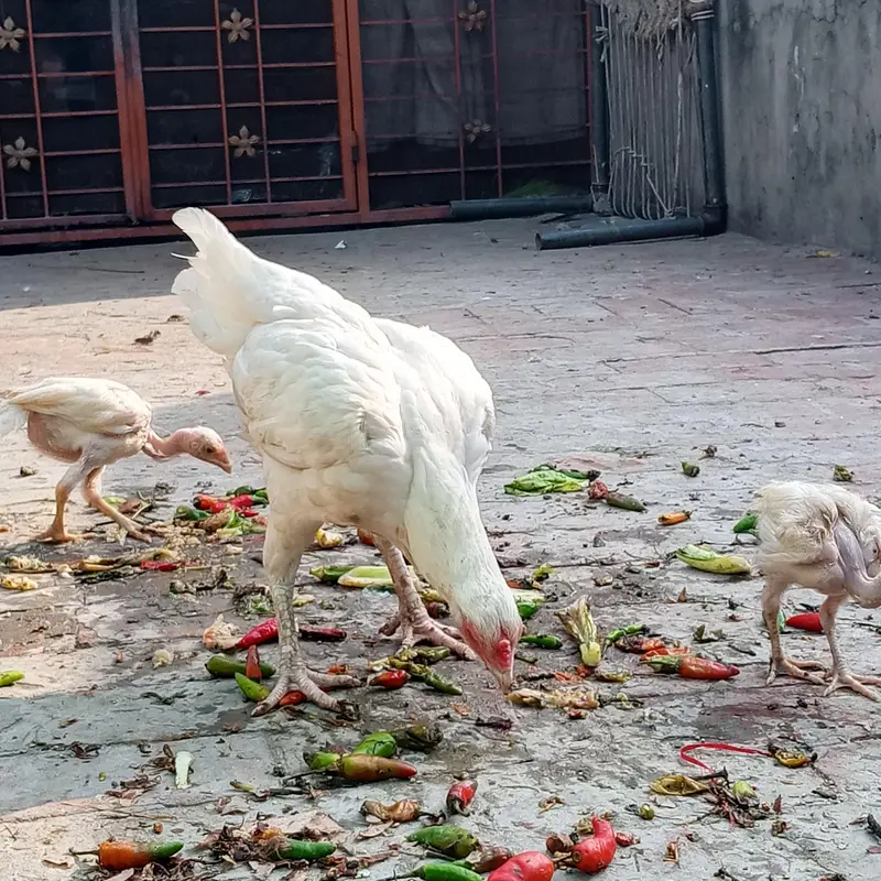 Paper White Heera Mianwali Aseel Murghi Ready to breed — photo 4