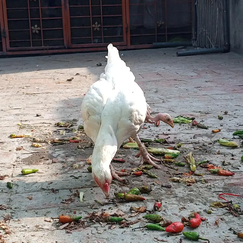 Paper White Heera Mianwali Aseel Murghi Ready to breed — photo 5