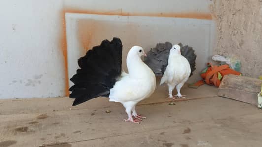 tailmark pair.