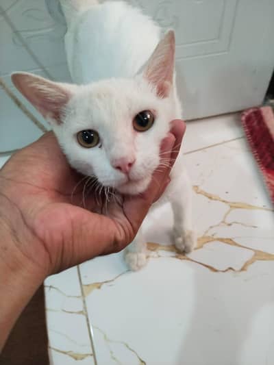 white cat
