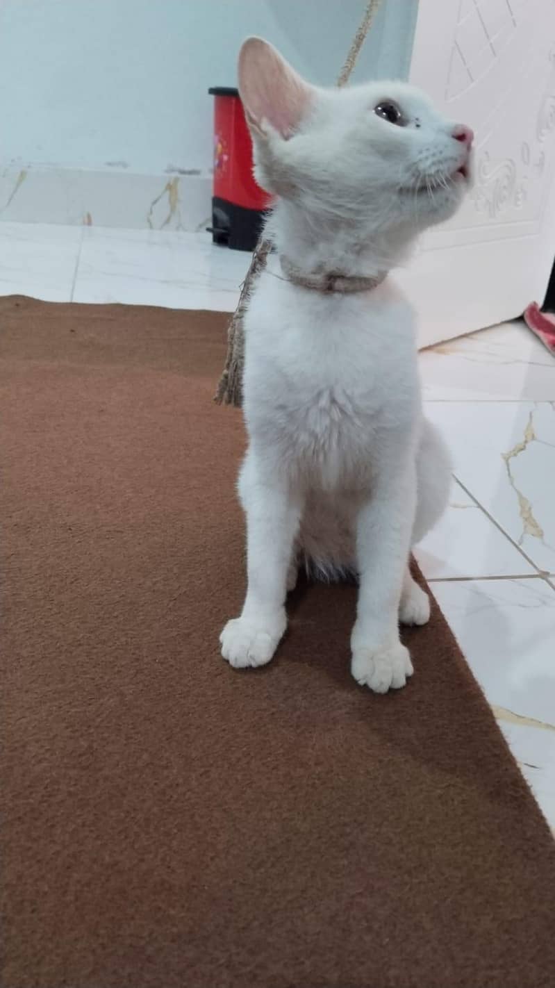white cat 1
