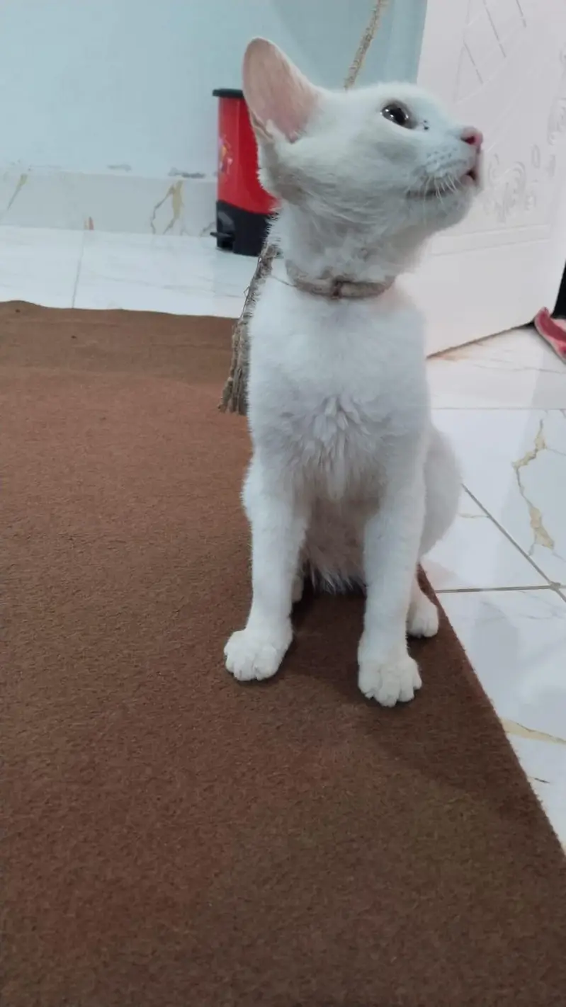 white cat — photo 2
