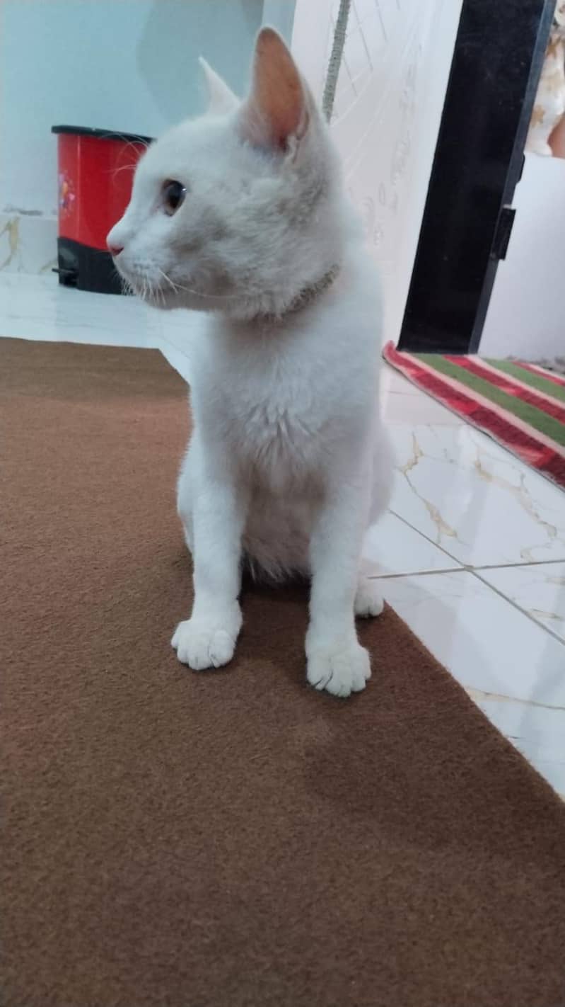white cat 2
