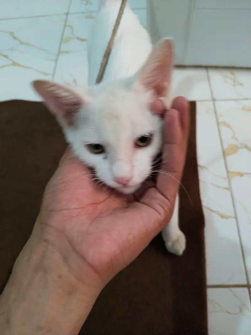 white cat — photo 4