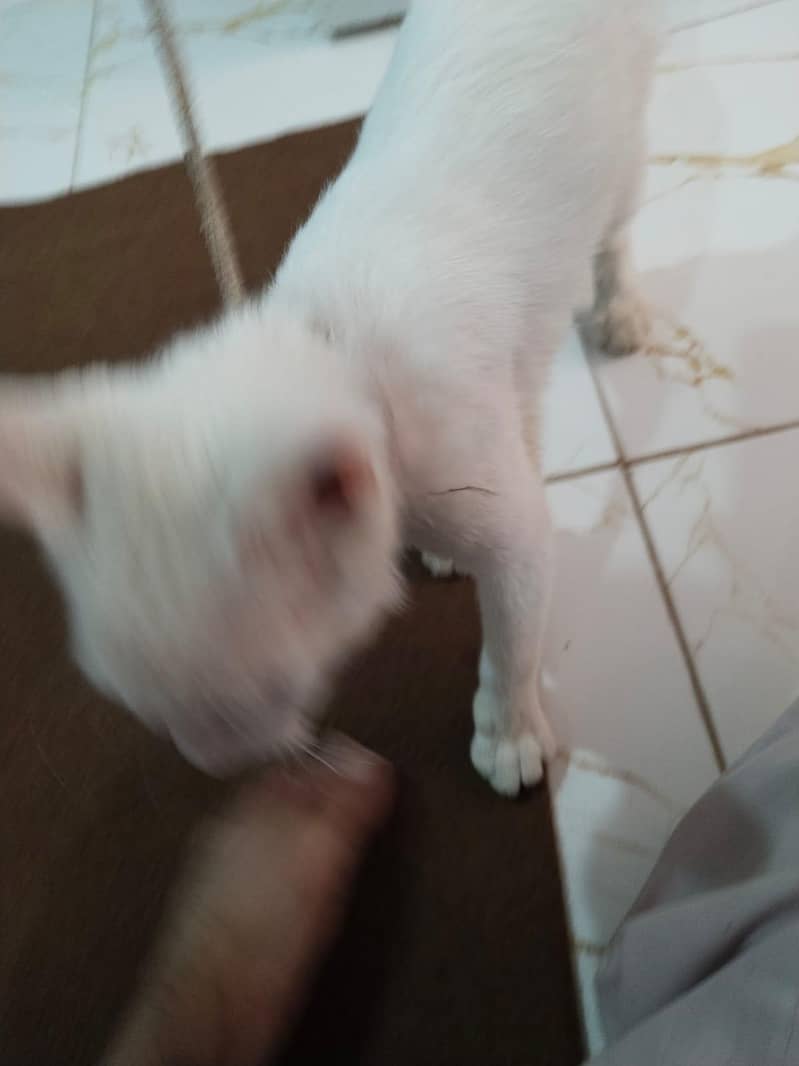 white cat 4